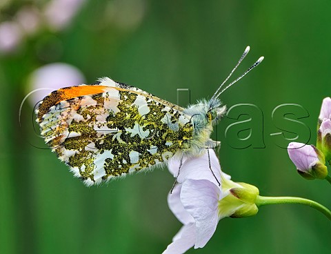 Orange Tip perched on Cuckooflower Molesey Reservoirs Nature Reserve West Molesey Surrey England
