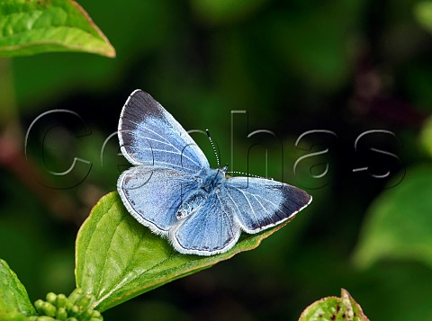 Holly Blue female perched on a Dogwood leaf  Molesey Reservoirs Nature Reserve West Molesey Surrey England