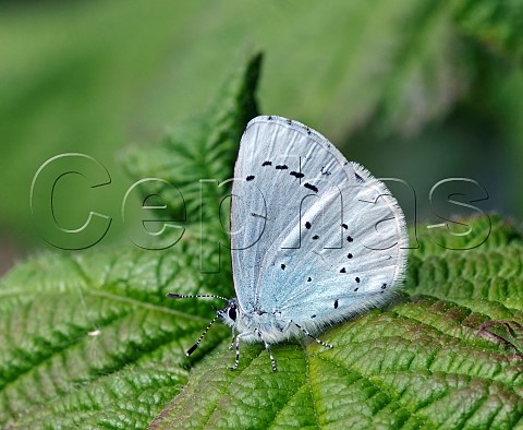 Holly Blue  Molesey Reservoirs Nature Reserve West Molesey Surrey England