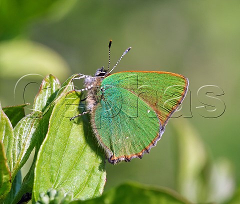 Green Hairstreak perched on Dogwood  Molesey Reservoirs Nature Reserve West Molesey Surrey UK
