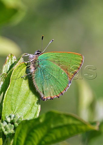 Green Hairstreak perched on Dogwood Molesey Reservoirs Nature Reserve West Molesey Surrey UK