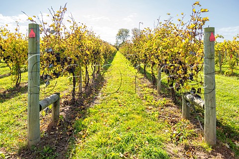 Barbera Vineyard at Three Brothers Wineries and Estates  Geneva New York USA Finger Lakes