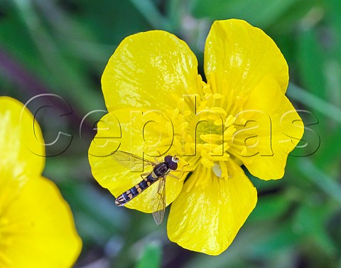 Tiny hoverfly Sphaerophoria scripta perched on a buttercup Molesey Reservoirs Nature Reserve West Molesey Surrey