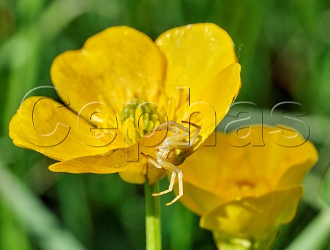 Flower Crab Spider on buttercup  Molesey Reservoirs Nature Reserve West Molesey Surrey
