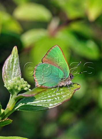 Green Hairstreak perched on dogwood leaf  Molesey Reservoirs Nature Reserve West Molesey Surrey