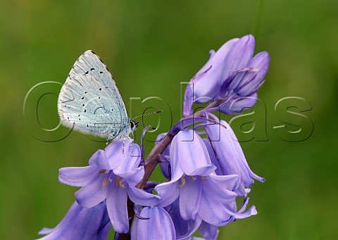 Holly Blue perched on bluebell flower  Molesey Reservoirs Nature Reserve West Molesey Surrey England