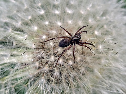 Wolf Spider on dandelion seed head Hurst Meadows East Molesey Surrey England