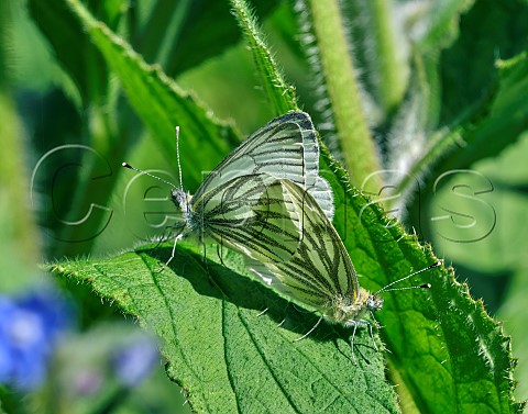 Pair of Greenveined White butterflies mating Hurst Meadows East Molesey Surrey England