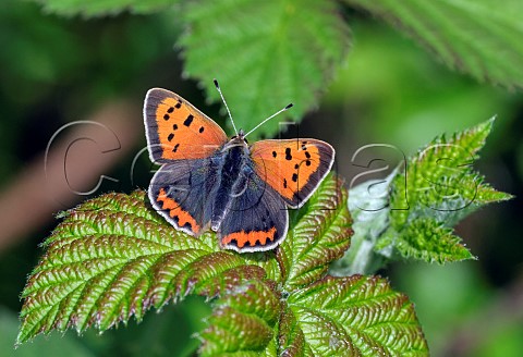 Small Copper butterfly Molesey Reservoirs Nature Reserve West Molesey Surrey UK