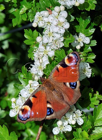 Peacock butterfly perched on Hawthorn flowers  Molesey Reservoirs Nature Reserve West Molesey Surrey UK