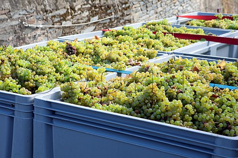 Crates of harvested Riesling grapes from the Bernkasteler Graben vineyard Bernkastel Germany Mosel