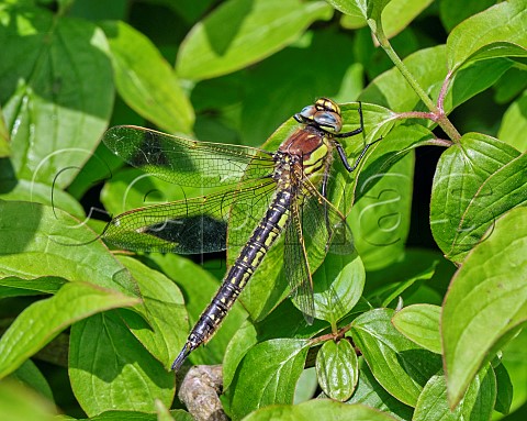 Hairy Dragonfly female Molesey Reservoirs Nature Reserve West Molesey Surrey England