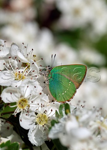 Green Hairstreak on Hawthorn blossom Molesey Reservoirs Nature Reserve West Molesey Surrey England