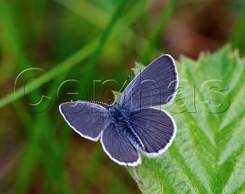 Small Blue Howell Hill Nature Reserve Ewell Surrey UK