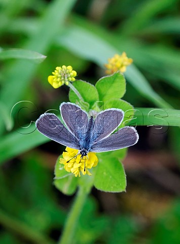 Small Blue nectaring on Black Medick flowers Howell Hill Nature Reserve Ewell Surrey UK