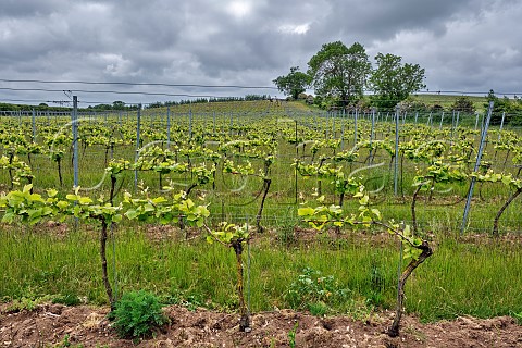 Spring Pinot Noir vines of Burn Valley Vineyard North Creake Norfolk England