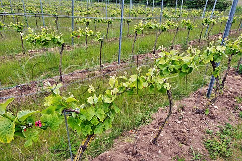 Spring Pinot Noir vines of Burn Valley Vineyard North Creake Norfolk England