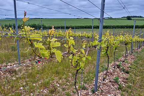 Spring vines of Burn Valley Vineyard North Creake Norfolk England