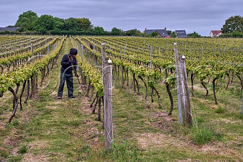 Hoeing at the base of vines in Winbirri Vineyard Surlingham Norfolk England