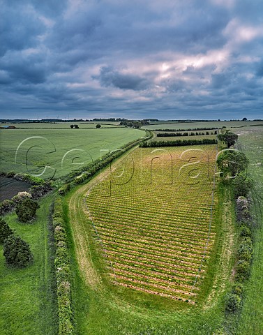 Burn Valley Vineyard with Pinot Noir and Chardonnay vines in foreground North Creake Norfolk England