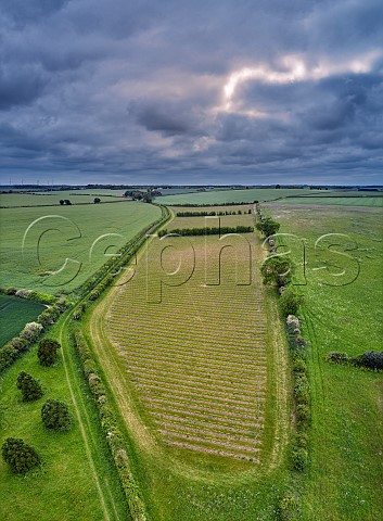 Burn Valley Vineyard with Pinot Noir and Chardonnay vines in foreground North Creake Norfolk England