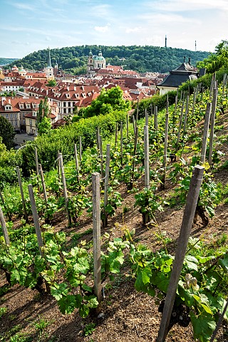 Riesling vines in Saint Wenceslas Vineyard above Prague Czech Republic
