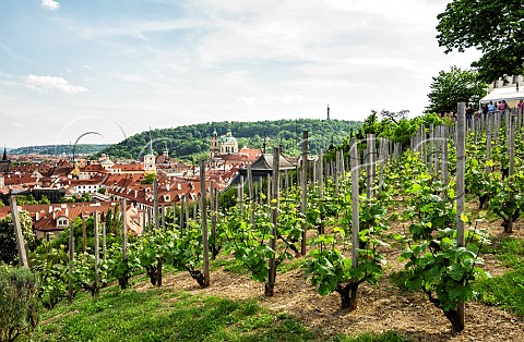 Riesling vines in Saint Wenceslas Vineyard above Prague Czech Republic