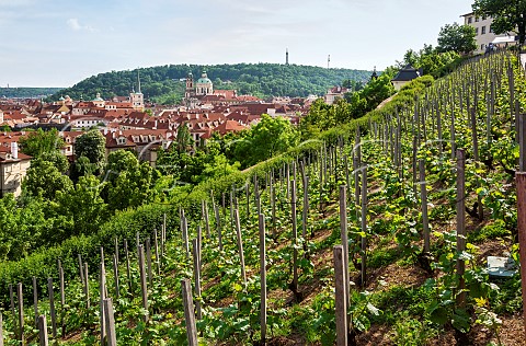 Riesling vines in Saint Wenceslas Vineyard above Prague Czech Republic