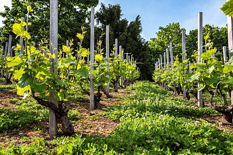 Riesling vines in Saint Wenceslas Vineyard Prague Czech Republic