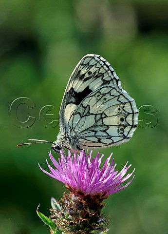 Marbled White nectaring on Knapweed Molesey Reservoirs Nature Reserve West Molesey Surrey England