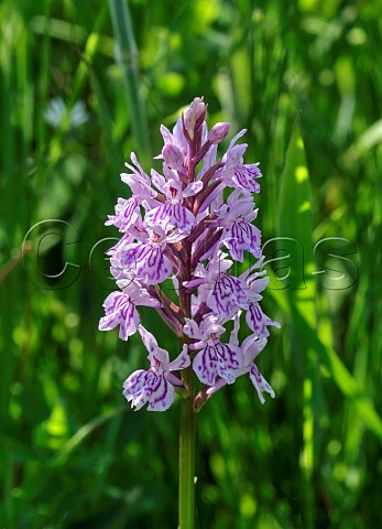 Common Spottedorchid Longmore Meadow West End Esher Surrey England