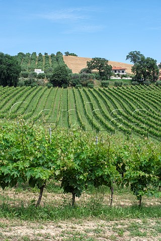 Vineyards of Tenuta Terraviva Tortoreto Abruzzo Italy