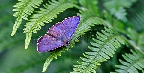 Purple Hairstreak male perched on bracken Arbrook Common Claygate Surrey England