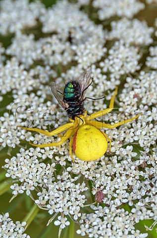 Flower Crab Spider that has caught a fly  Hurst Meadows East Molesey Surrey England
