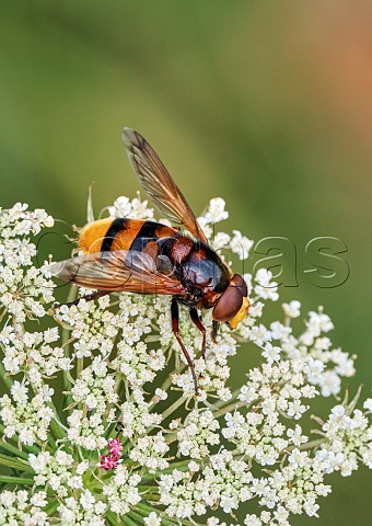Volucella zonaria hornetmimic hoverfly perched on Wild Carrot flower head Molesey Heath West Molesey Surrey England