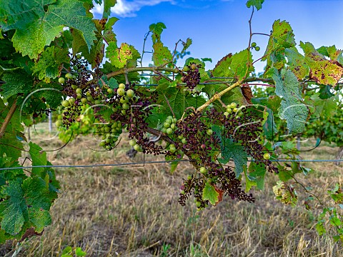 Downy mildew on vines at Targon 2023 Gironde France  EntreDeuxMers  Bordeaux
