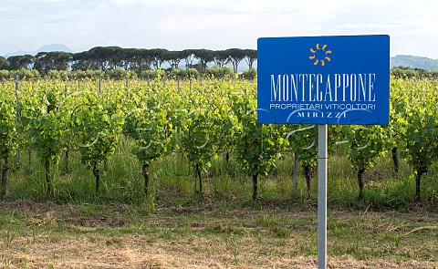 Verdicchio vineyard of Montecappone Jesi Marches Italy  Verdicchio di Castelli dei Jesi