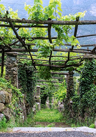 Pergolatrained vineyard at Carema Piemonte Italy  Carema
