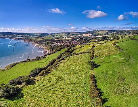 Robin Hoods Bay Vineyard Robin Hoods Bay North Yorkshire England
