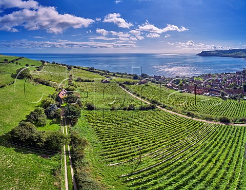 Robin Hoods Bay Vineyard Robin Hoods Bay North Yorkshire England