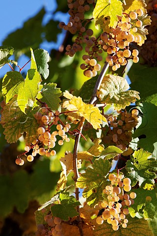 Bunches of ripe Riesling grapes in the Bernkasteler Graben vineyard Bernkastel Germany Mosel