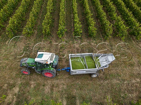 Trailer of machine harvested Sauvignon Blanc grapes in vineyard of Chteau LeroyBeauval SaintSulpiceetCameyrac Gironde France  Bordeaux