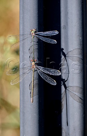 Mating pair of Willow Emerald Damselflies Molesey Reservoirs Nature Reserve West Molesey Surrey England