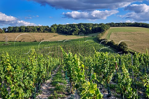 Vineyard of Silverhand Estate at Luddesdown Gravesham Kent England