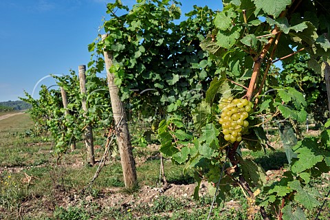 Chardonnay grapes in vineyard of Silverhand Estate in the Bush Valley Upper Bush Cuxton Kent England