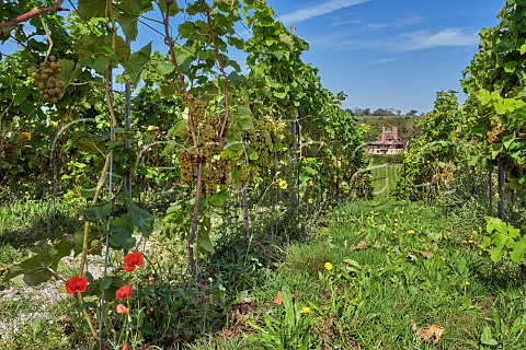 Organic Solaris vineyard of Silverhand Estate by Court Lodge at Luddesdown Gravesham Kent England