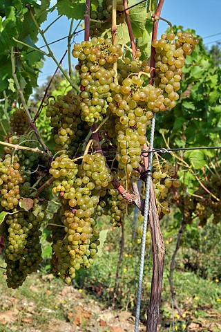 Organic Solaris grapes in vineyard of Silverhand Estate at Luddesdown Gravesham Kent England