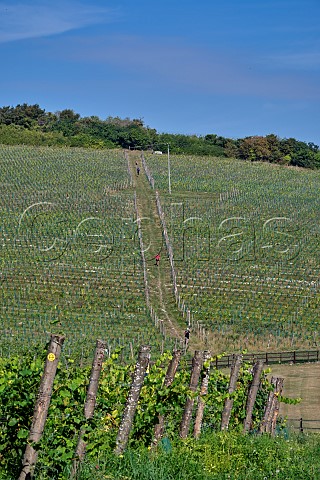 Runners on the Wealdway long distance path which passes through the vineyards of Silverhand Estate at Luddesdown Gravesham Kent England