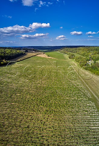 Vineyard of Silverhand Estate at Great Buckland looking north to Luddesdown Gravesham Kent England