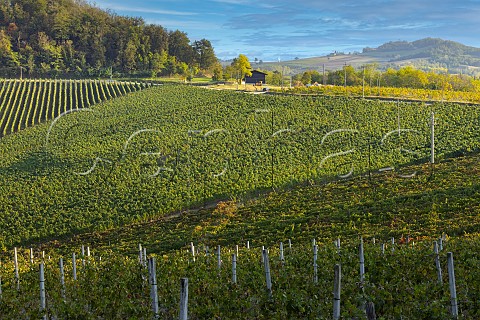 Timorasso vineyards of Walter Massa Vigneti Massa Monleale Piemonte Italy Colli Tortonesi